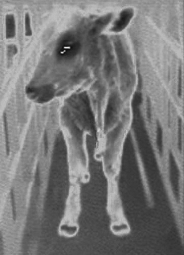 3.2.6_Infrared_image_of_a_cow_with_with_foot-and-mouth_disease[1]